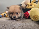 6 chiots Spitz non LOF à réserver nés en mai 2026