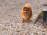 6 chiots Spitz non LOF à réserver nés en mai 2026