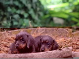 Deux chiots femelles Teckel bleue et tan non LOF à réserver