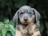 Deux chiots femelles Teckel bleue et tan non LOF à réserver