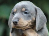Deux chiots femelles Teckel bleue et tan non LOF à réserver
