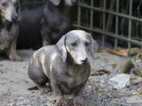 Deux chiots femelles Teckel bleue et tan non LOF à réserver