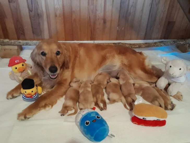 6 chiots Golden Retriever LOF nés en juillet 2026 à réserver
