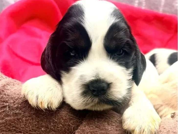 4 chiots Cocker Anglais non LOF nés en juin 2026 à vendre