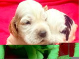 4 chiots Cocker Anglais non LOF nés en juin 2026 à vendre