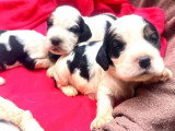 4 chiots Cocker Anglais non LOF nés en juin 2026 à vendre