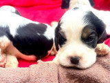4 chiots Cocker Anglais non LOF nés en juin 2026 à vendre