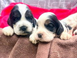 4 chiots Cocker Anglais non LOF nés en juin 2026 à vendre