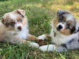 Jolis chiots Berger Américain Miniature à vendre