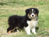 3 chiots Berger Australien noirs tricolores non LOF nés en mai 2026 à vendre