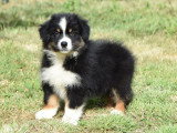 3 chiots Berger Australien noirs tricolores non LOF nés en mai 2026 à vendre
