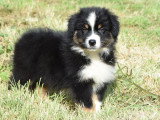 3 chiots Berger Australien noirs tricolores non LOF nés en mai 2026 à vendre
