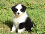 3 chiots Berger Australien noirs tricolores non LOF nés en mai 2026 à vendre