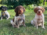 Portée de 3 chiots Épagneul Breton LOF nés en mai 2026 à vendre