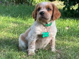 Portée de 3 chiots Épagneul Breton LOF nés en mai 2026 à vendre