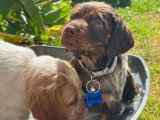 Portée de 3 chiots Épagneul Breton LOF nés en mai 2026 à vendre