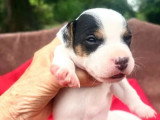5 chiots Jack Russell non LOF de juin 2026 à réserver