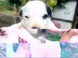 5 chiots Jack Russell non LOF de juin 2026 à réserver