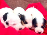 5 chiots Jack Russell non LOF de juin 2026 à réserver