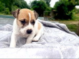 5 chiots Jack Russell non LOF de juin 2026 à réserver