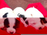 5 chiots Jack Russell non LOF de juin 2026 à réserver