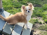 Deux chiots Chihuahua mâles LOF juin 2026 à réserver