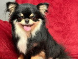 Deux chiots Chihuahua mâles LOF juin 2026 à réserver
