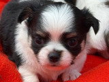 Deux chiots Chihuahua mâles LOF juin 2026 à réserver