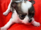 Deux chiots Chihuahua mâles LOF juin 2026 à réserver