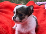 Deux chiots Chihuahua mâles LOF juin 2026 à réserver
