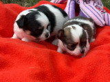 Deux chiots Chihuahua mâles LOF juin 2026 à réserver