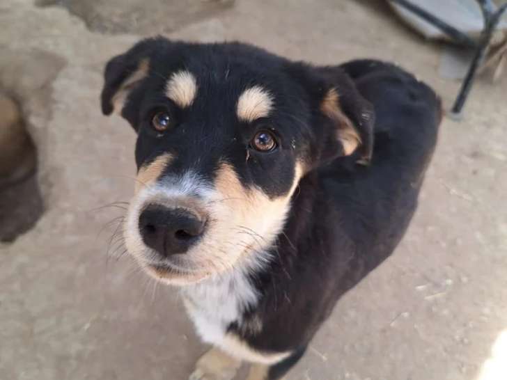 Zara, chiot femelle à adopter en association