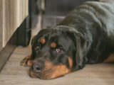 Saga, chienne Rottweiler de 4 ans à donner