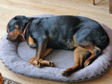 Saga, chienne Rottweiler de 4 ans à donner