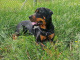 Saga, chienne Rottweiler de 4 ans à donner