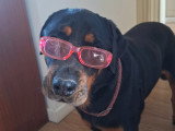 Saga, chienne Rottweiler de 4 ans à donner