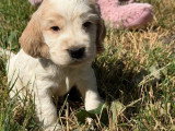 6 chiots Cocker Spaniel Anglais à réserver LOF nés en mai 2026