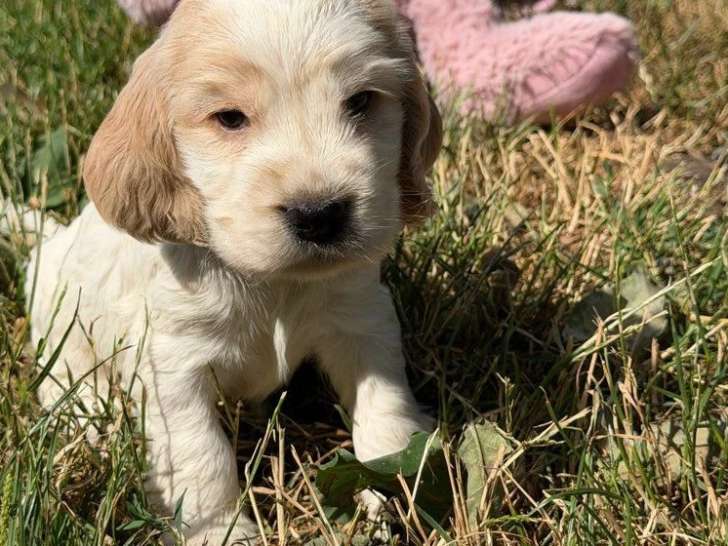 6 chiots Cocker Spaniel Anglais à réserver LOF nés en mai 2026