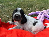 6 chiots Cocker Spaniel Anglais à réserver LOF nés en mai 2026