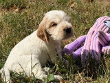 6 chiots Cocker Spaniel Anglais à réserver LOF nés en mai 2026