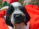 6 chiots Cocker Spaniel Anglais à réserver LOF nés en mai 2026
