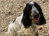 6 chiots Cocker Spaniel Anglais à réserver LOF nés en mai 2026