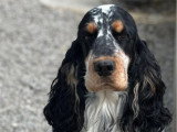 6 chiots Cocker Spaniel Anglais à réserver LOF nés en mai 2026