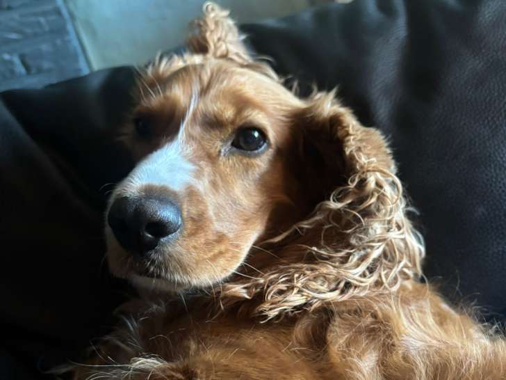 Cherche mâle Cocker Anglais pour saillie