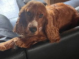 Cherche mâle Cocker Anglais pour saillie