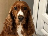 Cherche mâle Cocker Anglais pour saillie
