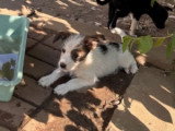 Zia, petit chiot femelle à adopter en association