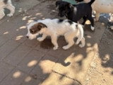 Zia, petit chiot femelle à adopter en association