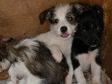 Zia, petit chiot femelle à adopter en association