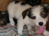 Zia, petit chiot femelle à adopter en association